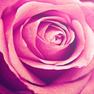 Schöne Rosa Rose
