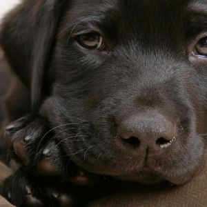 Niedlicher Schwarzer Labrador Welpe