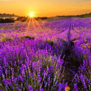 Lavendelfelder bei Sonnenuntergang