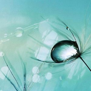 Löwenzahnsamen mit Wassertropfen