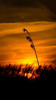 Silhouette beim Sonnenuntergang
