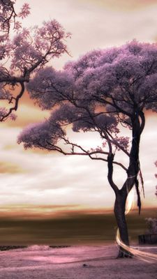Ruhige Rosa Landschaft