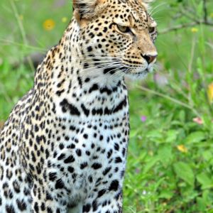 Leopard in der Natur