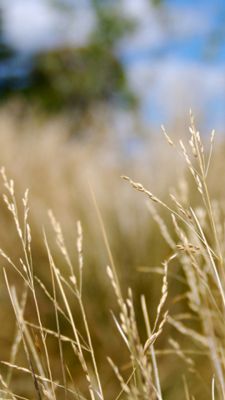 Goldene Grasfläche