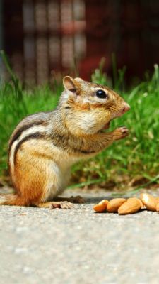 Niedliches Eichhörnchen beim Essen