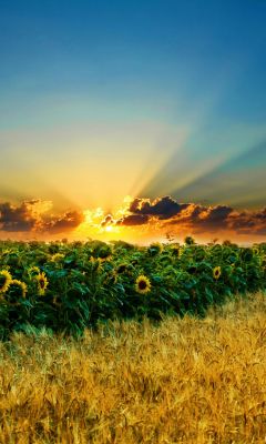 Sonnenblumenfeld bei Sonnenuntergang