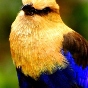 Buntes Vogelporträt