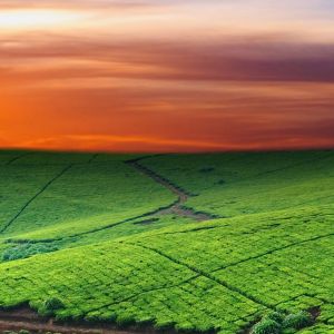 Lebendiger Sonnenuntergang Über Grünen Feldern