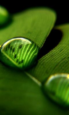 Grünes Blatt mit Wassertropfen