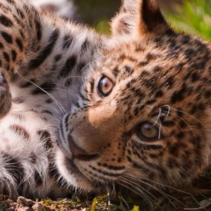 Niedlicher Leopardenjunges