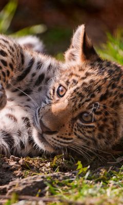 Niedlicher Leopardenjunges