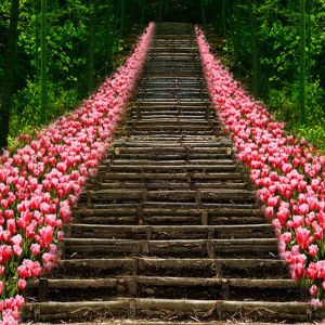 Blumenweg in der Natur