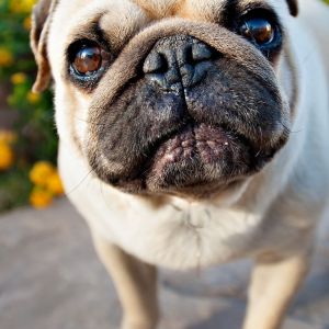 Niedlicher Pug Nahaufnahme