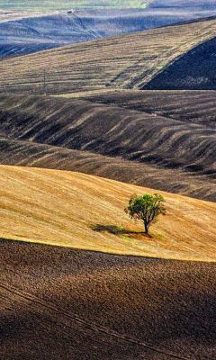 Einsames Baum in Welligem Feld