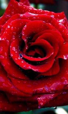Schöne Rote Rose mit Tau