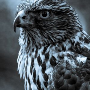 Majestätisches Falkenporträt