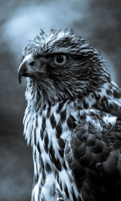 Majestätisches Falkenporträt