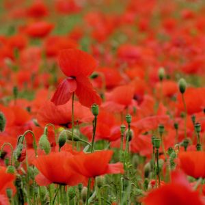 Lebendiges Rotes Mohnfeld
