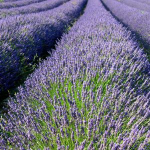 Lavendelfelder in Blüte