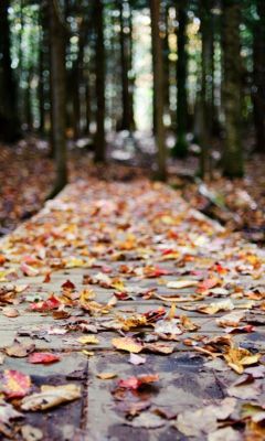 Herbstblätter auf einem Waldweg