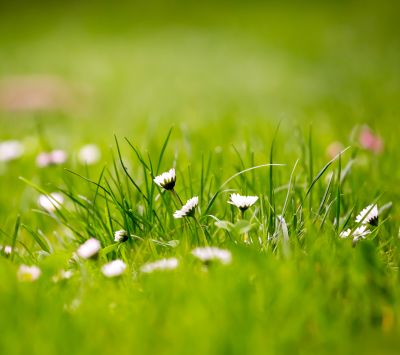 Schönes Grünes Gras mit Gänseblümchen