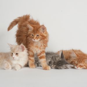 Niedliche Maine Coon Katzen
