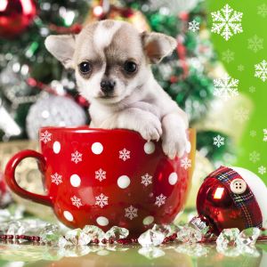 Niedlicher Chihuahua in Weihnachtsbecher