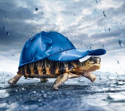 Schildkröte mit Blauer Mütze
