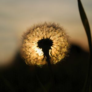 Löwenzahn bei Sonnenuntergang