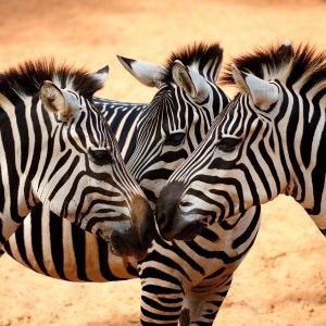 Zebras in Nahbegegnung