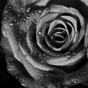 Schwarz-Weiß-Rose mit Wassertropfen