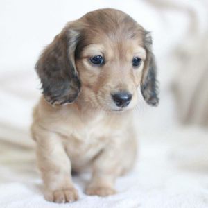Niedlicher Dachshund Welpe