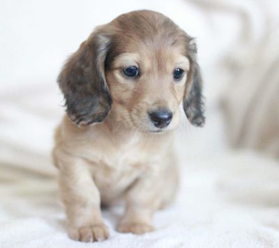 Niedlicher Dachshund Welpe