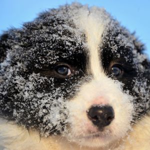 Schneehundewelpe