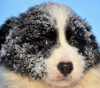 Schneehundewelpe