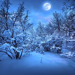 Winterlandschaft im Mondlicht