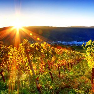 Weinberg bei Sonnenuntergang