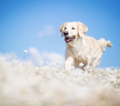 Glücklicher Golden Retriever in der Natur