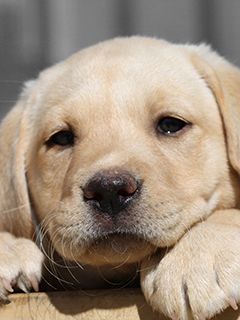 Niedlicher Labrador Welpe