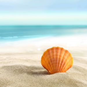 Orange Muschel am Strand