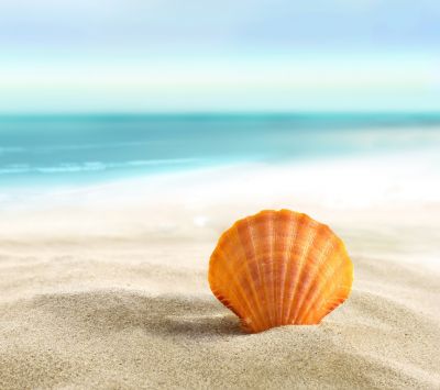 Orange Muschel am Strand