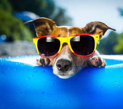Cooler Hund mit Sonnenbrille