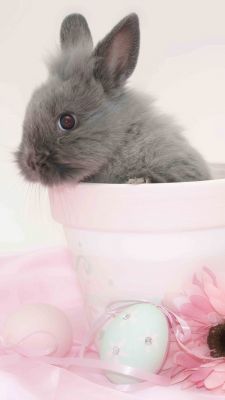 Niedlicher Hase im Blumentopf