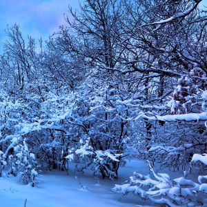 Winterlandschaft im Mondlicht