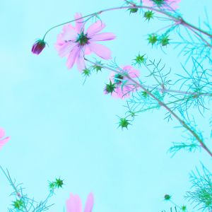 Rosa Blumen Gegen Den Blauen Himmel