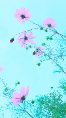 Rosa Blumen Gegen Den Blauen Himmel