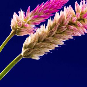 Bunte Blumen Nahaufnahme