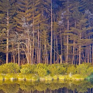Sternenklare Nachtspiegelung im Wald