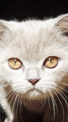 Niedliche Katze mit Goldenen Augen