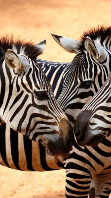 Zebras Nahaufnahme